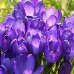 ne-samo-tulipani-teh-sedem-cebulnic-je-vredno-posaditi-oktobra.webp.webp